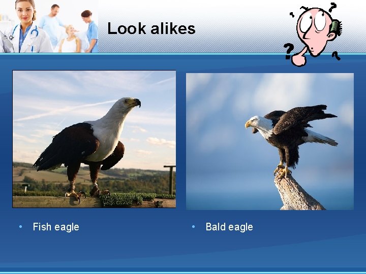 Look alikes • Fish eagle • Bald eagle 