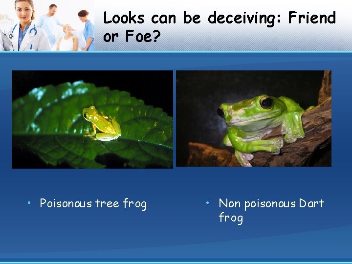 Looks can be deceiving: Friend or Foe? • Poisonous tree frog • Non poisonous