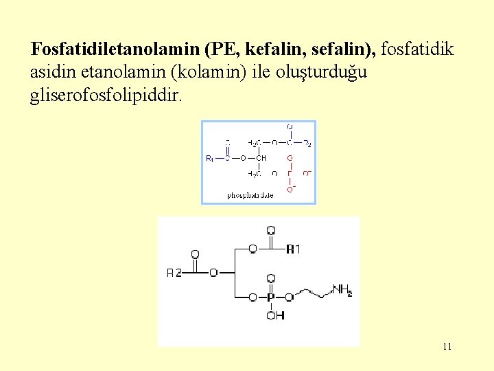 Fosfatidiletanolamin (PE, kefalin, sefalin), fosfatidik asidin etanolamin (kolamin) ile oluşturduğu gliserofosfolipiddir. 11 