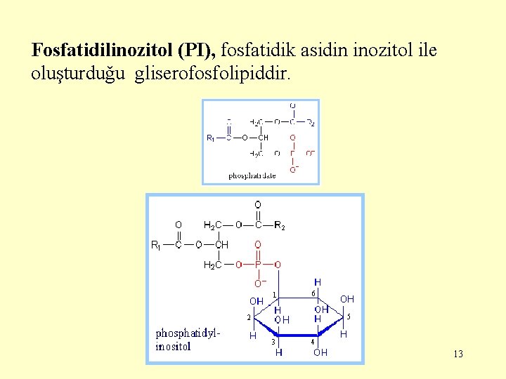 Fosfatidilinozitol (PI), fosfatidik asidin inozitol ile oluşturduğu gliserofosfolipiddir. 13 