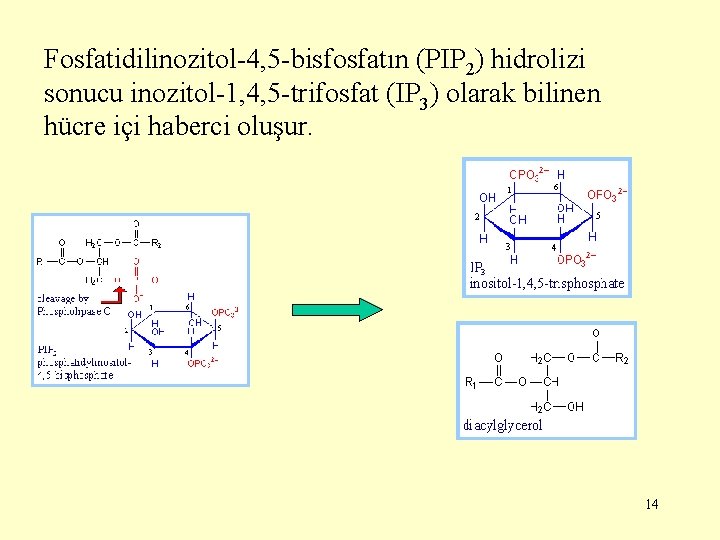 Fosfatidilinozitol-4, 5 -bisfosfatın (PIP 2) hidrolizi sonucu inozitol-1, 4, 5 -trifosfat (IP 3) olarak