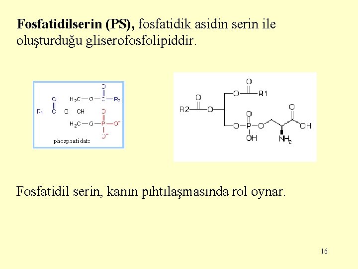 Fosfatidilserin (PS), fosfatidik asidin serin ile oluşturduğu gliserofosfolipiddir. Fosfatidil serin, kanın pıhtılaşmasında rol oynar.