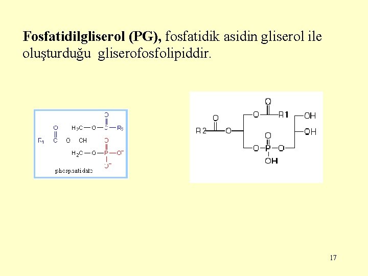 Fosfatidilgliserol (PG), fosfatidik asidin gliserol ile oluşturduğu gliserofosfolipiddir. 17 