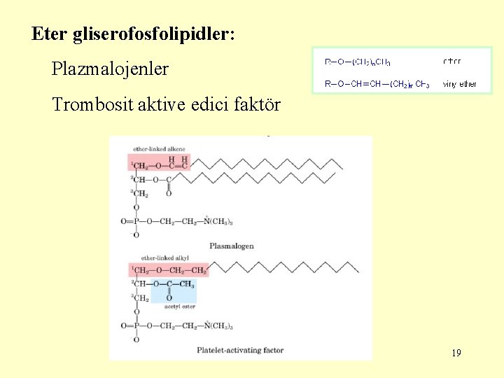 Eter gliserofosfolipidler: Plazmalojenler Trombosit aktive edici faktör 19 