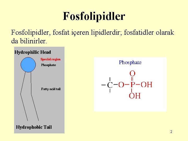 Fosfolipidler, fosfat içeren lipidlerdir; fosfatidler olarak da bilinirler. 2 