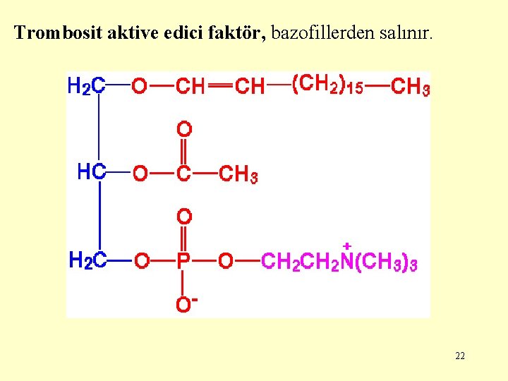Trombosit aktive edici faktör, bazofillerden salınır. 22 