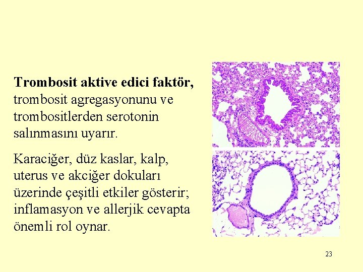 Trombosit aktive edici faktör, trombosit agregasyonunu ve trombositlerden serotonin salınmasını uyarır. Karaciğer, düz kaslar,