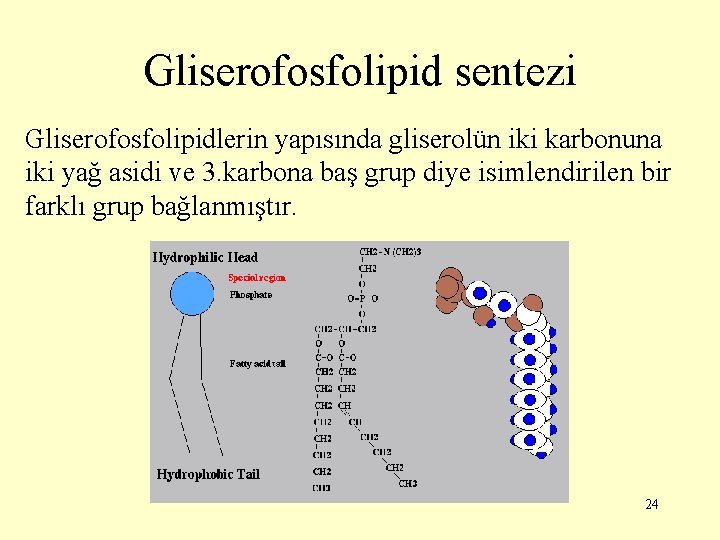 Gliserofosfolipid sentezi Gliserofosfolipidlerin yapısında gliserolün iki karbonuna iki yağ asidi ve 3. karbona baş