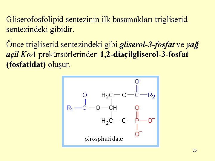 Gliserofosfolipid sentezinin ilk basamakları trigliserid sentezindeki gibidir. Önce trigliserid sentezindeki gibi gliserol-3 -fosfat ve