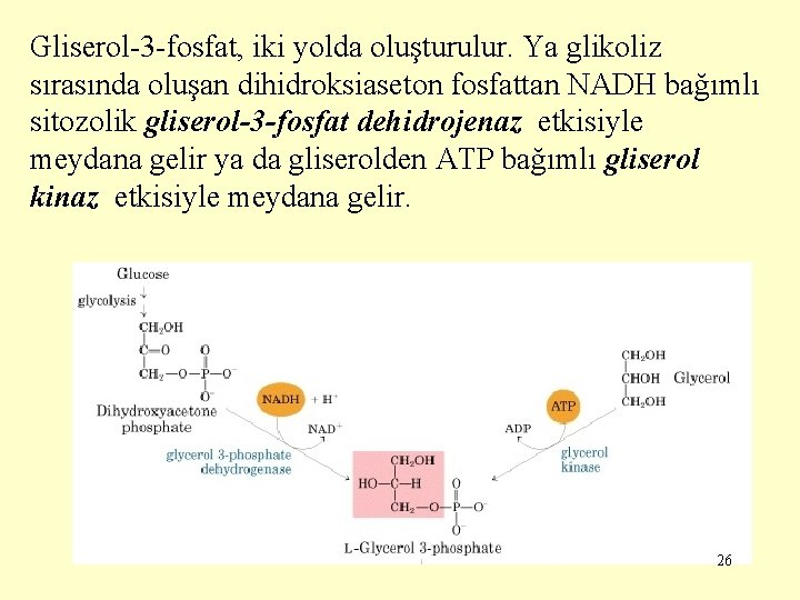 Gliserol-3 -fosfat, iki yolda oluşturulur. Ya glikoliz sırasında oluşan dihidroksiaseton fosfattan NADH bağımlı sitozolik