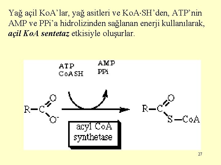 Yağ açil Ko. A’lar, yağ asitleri ve Ko. A SH’den, ATP’nin AMP ve PPi’a