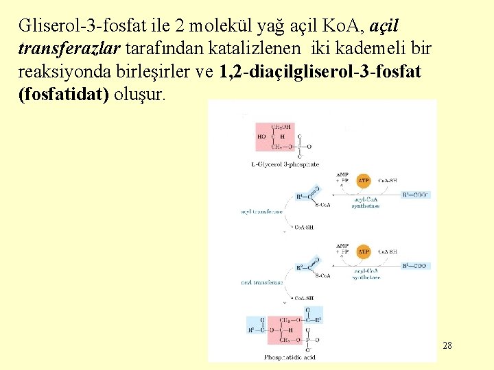 Gliserol-3 -fosfat ile 2 molekül yağ açil Ko. A, açil transferazlar tarafından katalizlenen iki