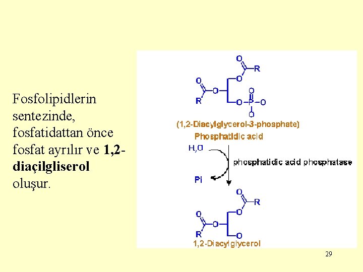 Fosfolipidlerin sentezinde, fosfatidattan önce fosfat ayrılır ve 1, 2 diaçilgliserol oluşur. 29 