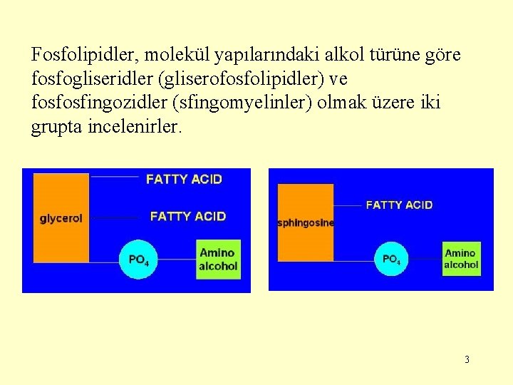 Fosfolipidler, molekül yapılarındaki alkol türüne göre fosfogliseridler (gliserofosfolipidler) ve fosfosfingozidler (sfingomyelinler) olmak üzere iki