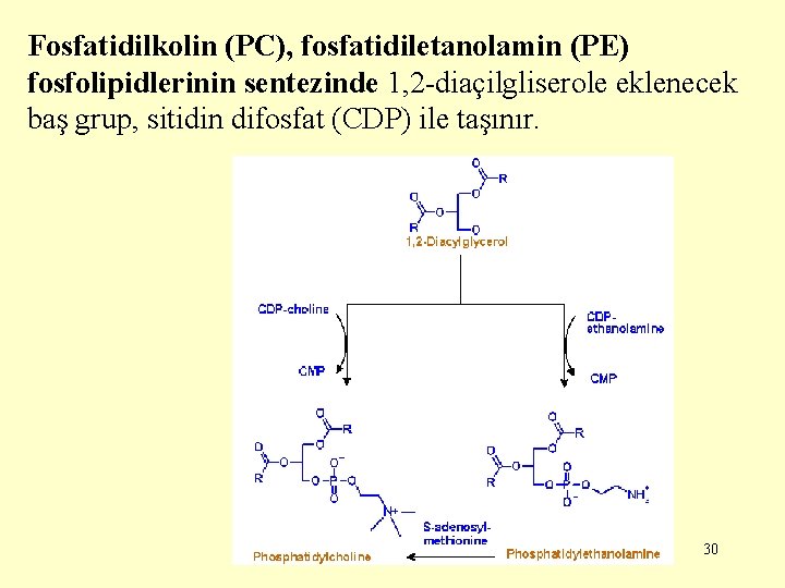 Fosfatidilkolin (PC), fosfatidiletanolamin (PE) fosfolipidlerinin sentezinde 1, 2 -diaçilgliserole eklenecek baş grup, sitidin difosfat
