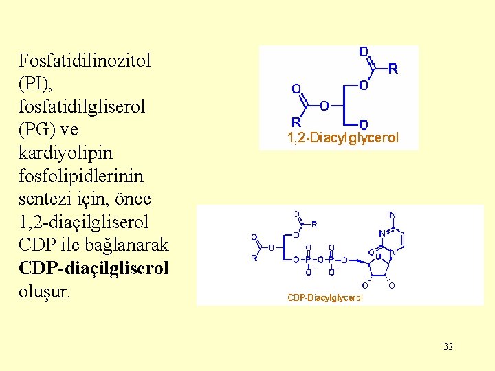 Fosfatidilinozitol (PI), fosfatidilgliserol (PG) ve kardiyolipin fosfolipidlerinin sentezi için, önce 1, 2 -diaçilgliserol CDP