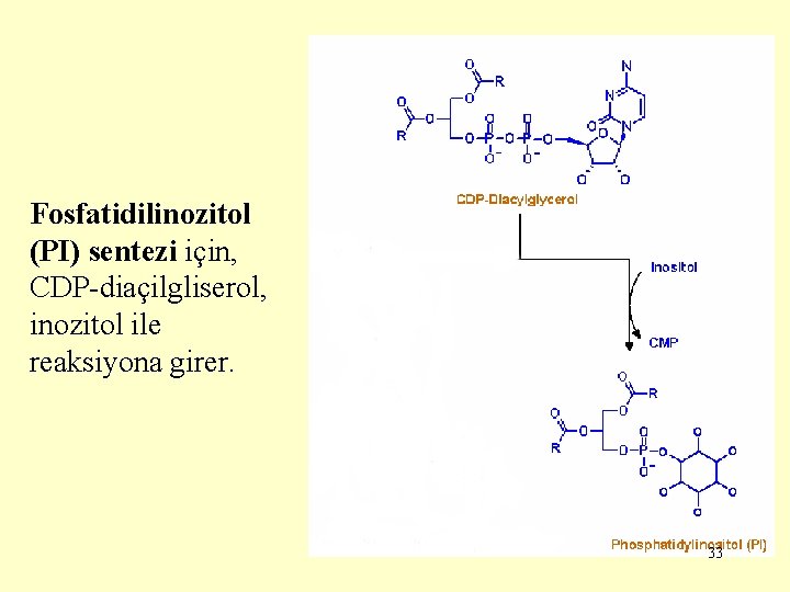 Fosfatidilinozitol (PI) sentezi için, CDP-diaçilgliserol, inozitol ile reaksiyona girer. 33 