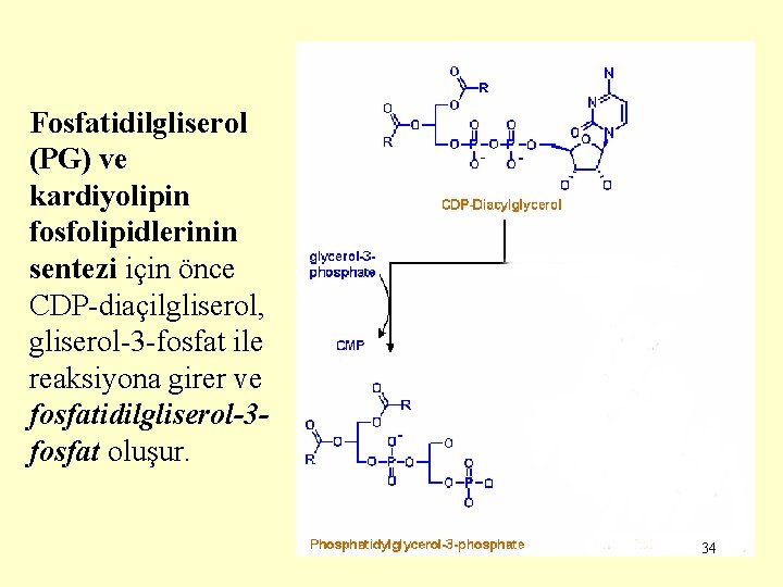 Fosfatidilgliserol (PG) ve kardiyolipin fosfolipidlerinin sentezi için önce CDP-diaçilgliserol, gliserol-3 -fosfat ile reaksiyona girer