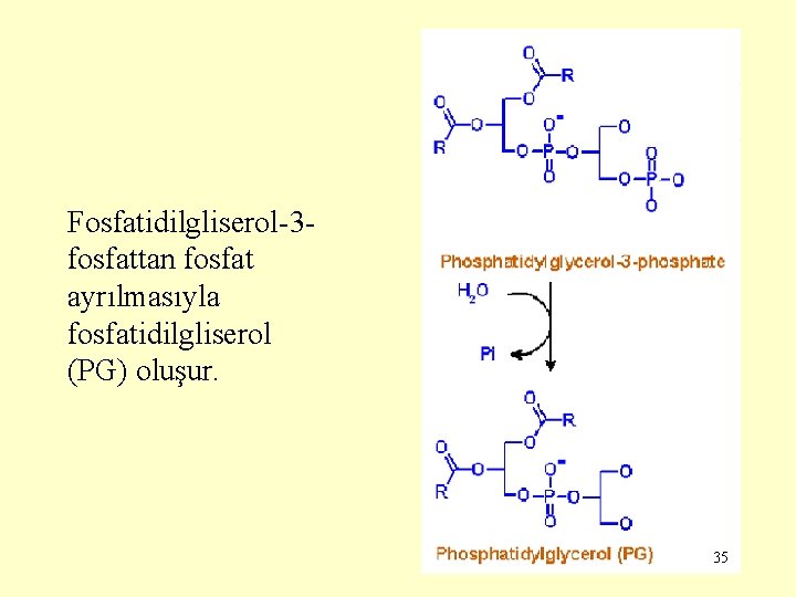 Fosfatidilgliserol-3 fosfattan fosfat ayrılmasıyla fosfatidilgliserol (PG) oluşur. 35 