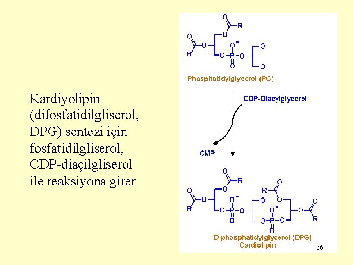 Kardiyolipin (difosfatidilgliserol, DPG) sentezi için fosfatidilgliserol, CDP-diaçilgliserol ile reaksiyona girer. 36 