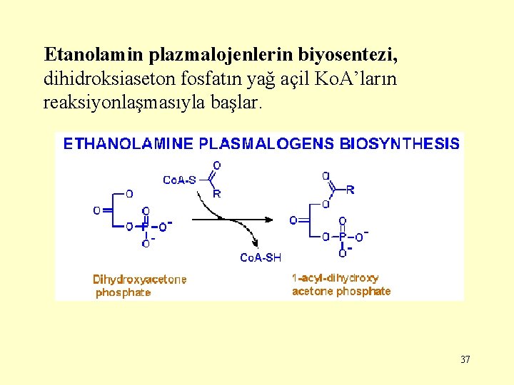 Etanolamin plazmalojenlerin biyosentezi, dihidroksiaseton fosfatın yağ açil Ko. A’ların reaksiyonlaşmasıyla başlar. 37 