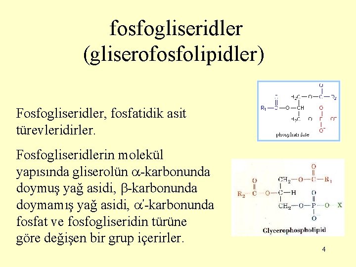 fosfogliseridler (gliserofosfolipidler) Fosfogliseridler, fosfatidik asit türevleridirler. Fosfogliseridlerin molekül yapısında gliserolün -karbonunda doymuş yağ asidi,