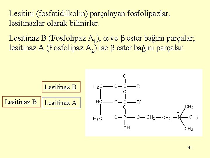 Lesitini (fosfatidilkolin) parçalayan fosfolipazlar, lesitinazlar olarak bilinirler. Lesitinaz B (Fosfolipaz A 1), ve ester