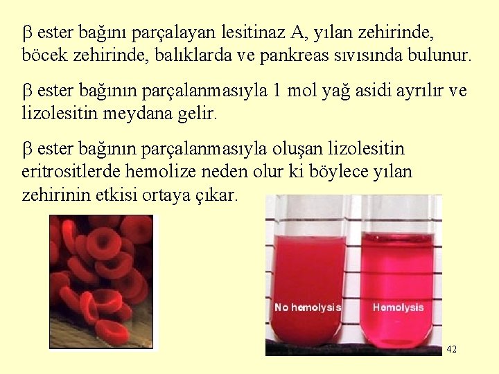  ester bağını parçalayan lesitinaz A, yılan zehirinde, böcek zehirinde, balıklarda ve pankreas sıvısında