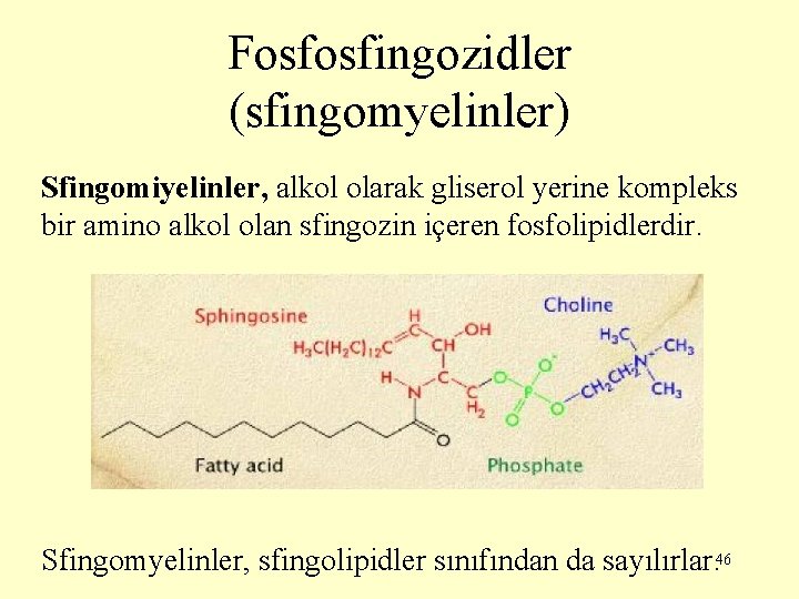 Fosfosfingozidler (sfingomyelinler) Sfingomiyelinler, alkol olarak gliserol yerine kompleks bir amino alkol olan sfingozin içeren