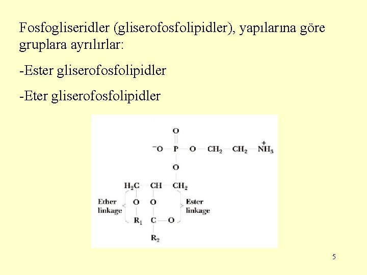 Fosfogliseridler (gliserofosfolipidler), yapılarına göre gruplara ayrılırlar: -Ester gliserofosfolipidler -Eter gliserofosfolipidler 5 