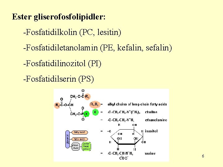 Ester gliserofosfolipidler: -Fosfatidilkolin (PC, lesitin) -Fosfatidiletanolamin (PE, kefalin, sefalin) -Fosfatidilinozitol (PI) -Fosfatidilserin (PS) 6