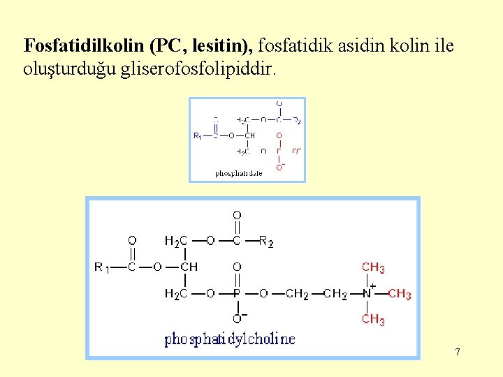 Fosfatidilkolin (PC, lesitin), fosfatidik asidin kolin ile oluşturduğu gliserofosfolipiddir. 7 