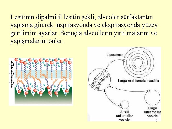 Lesitinin dipalmitil lesitin şekli, alveoler sürfaktantın yapısına girerek inspirasyonda ve ekspirasyonda yüzey gerilimini ayarlar.