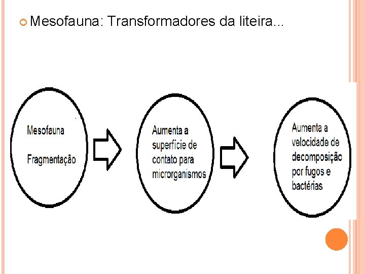  Mesofauna: Transformadores da liteira. . . 