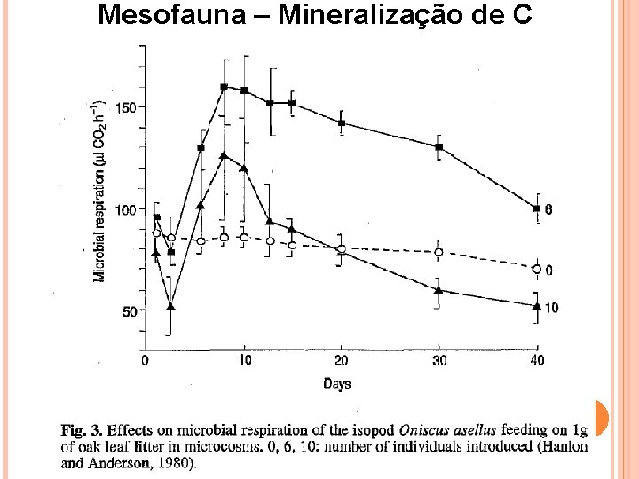 Mesofauna – Mineralização de C 