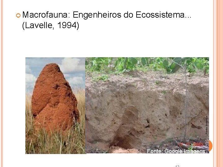  Macrofauna: Engenheiros do Ecossistema. . . (Lavelle, 1994) Fonte: Google Imagens 