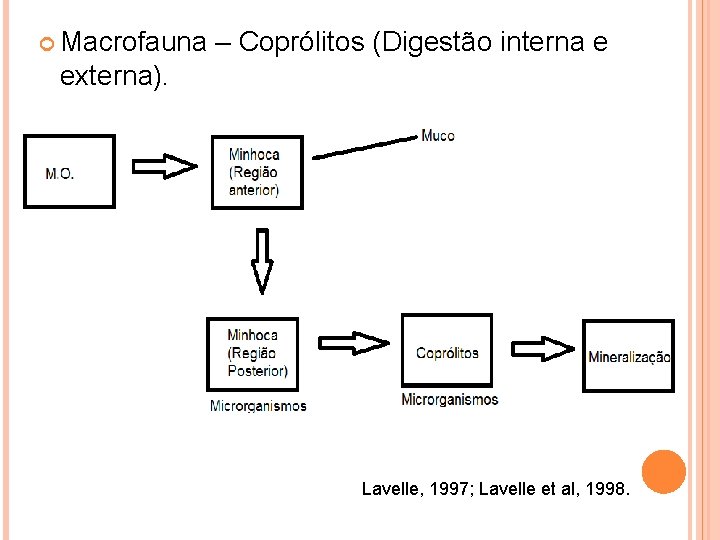  Macrofauna – Coprólitos (Digestão interna e externa). Lavelle, 1997; Lavelle et al, 1998.