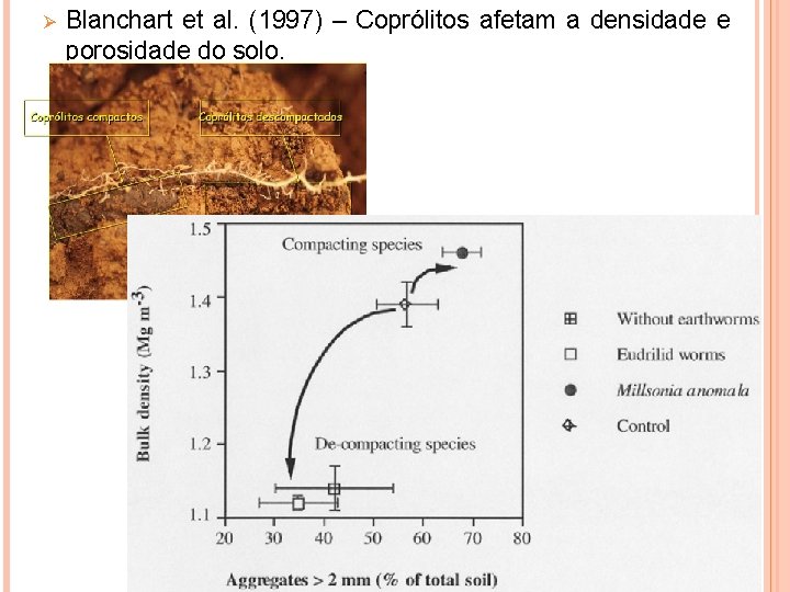 Ø Blanchart et al. (1997) – Coprólitos afetam a densidade e porosidade do solo.