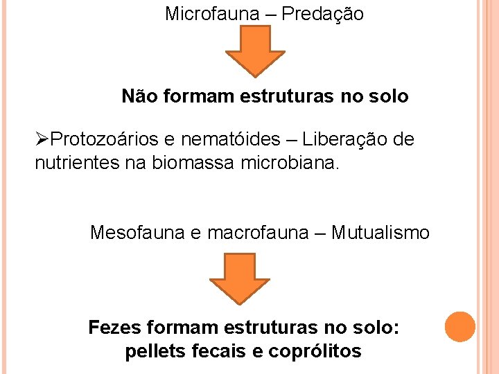 Microfauna – Predação Não formam estruturas no solo ØProtozoários e nematóides – Liberação de