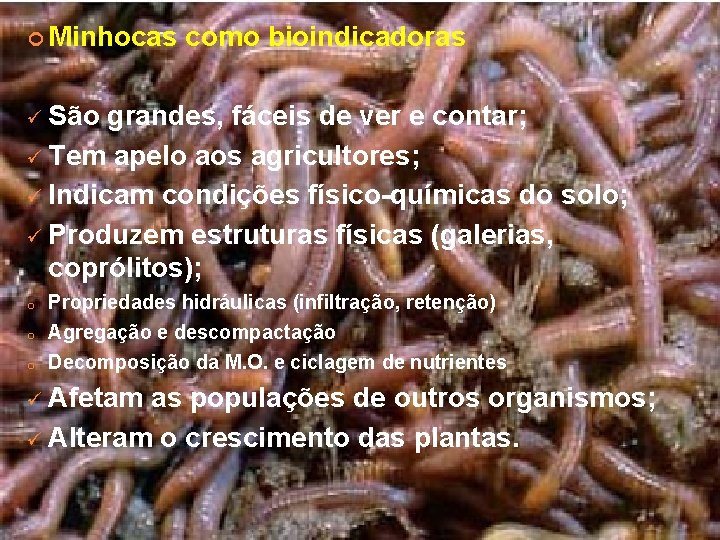  Minhocas como bioindicadoras ü São grandes, fáceis de ver e contar; ü Tem