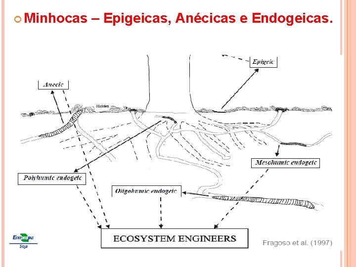  Minhocas – Epigeicas, Anécicas e Endogeicas. 