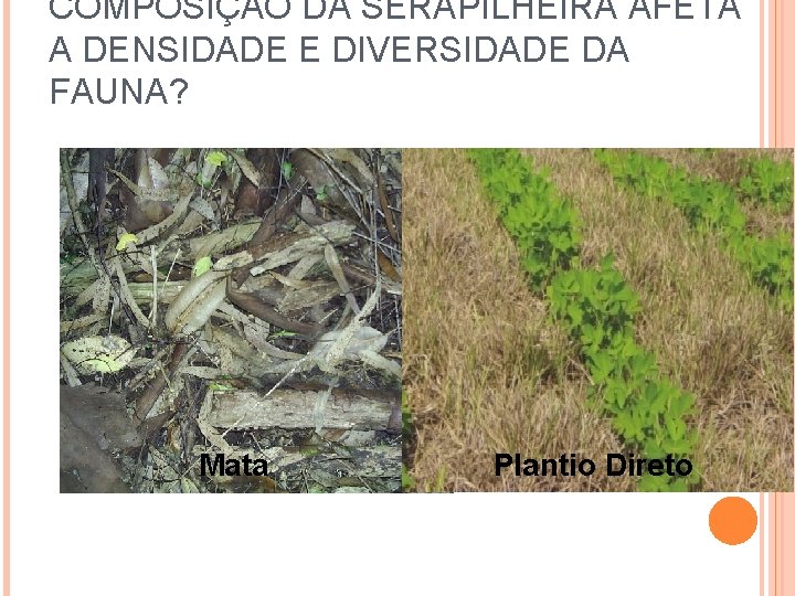 COMPOSIÇÃO DA SERAPILHEIRA AFETA A DENSIDADE E DIVERSIDADE DA FAUNA? Mata Plantio Direto 