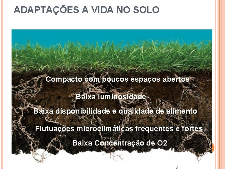 ADAPTAÇÕES A VIDA NO SOLO Compacto com poucos espaços abertos Baixa luminosidade Baixa disponibilidade