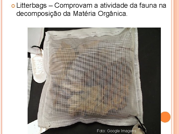  Litterbags – Comprovam a atividade da fauna na decomposição da Matéria Orgânica. Foto: