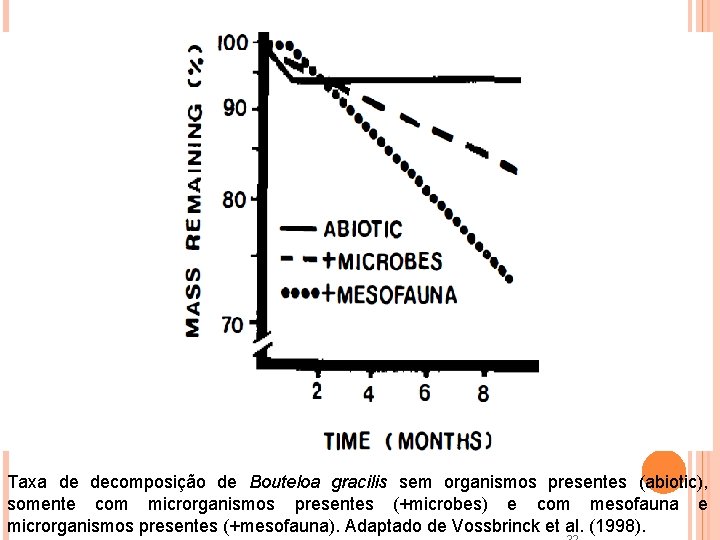 Taxa de decomposição de Bouteloa gracilis sem organismos presentes (abiotic), somente com microrganismos presentes