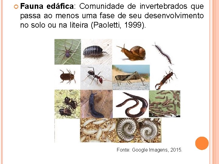  Fauna edáfica: Comunidade de invertebrados que passa ao menos uma fase de seu