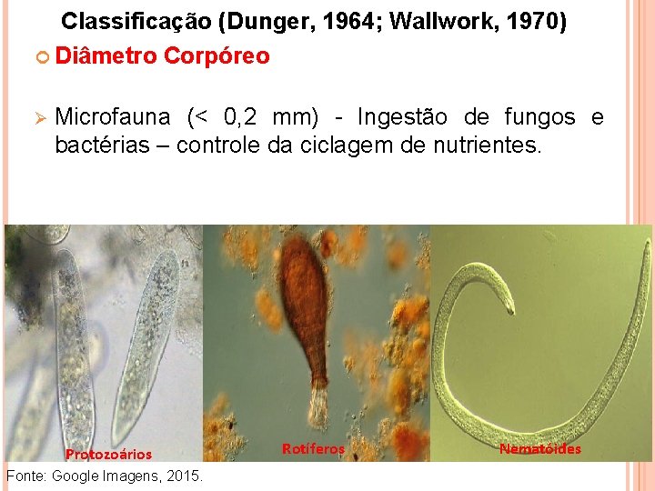 Classificação (Dunger, 1964; Wallwork, 1970) Diâmetro Corpóreo Ø Microfauna (< 0, 2 mm) -