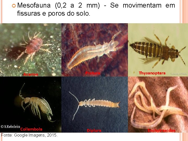  Mesofauna (0, 2 a 2 mm) - Se movimentam em fissuras e poros