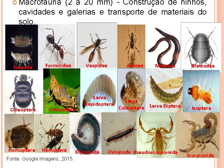  Macrofauna (2 a 20 mm) - Construção de ninhos, cavidades e galerias e