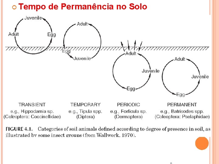  Tempo de Permanência no Solo 